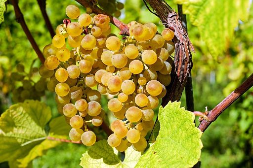 Agroalimentare, il vino austriaco Ruster Ausbruch diventa Dop