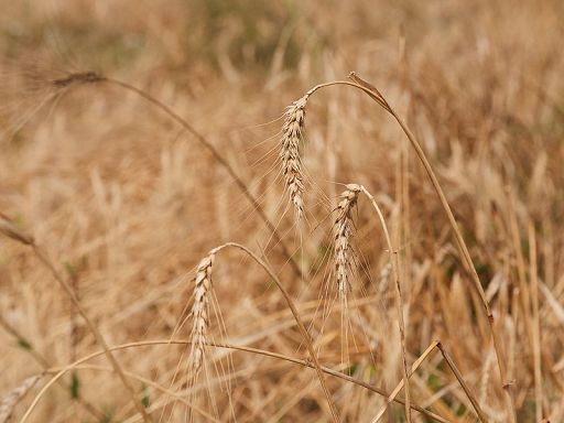 Crea: grano duro, in 2024 in Italia attese 3,5 mln tonn.: -8%