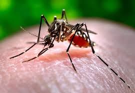 Dengue, ISS: da inizio anno in Italia 197 casi, tutti importati