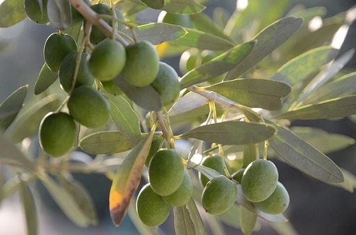 Olio oliva: salgono prezzi Spagna, in Italia stabili: 9,5 euro/kg