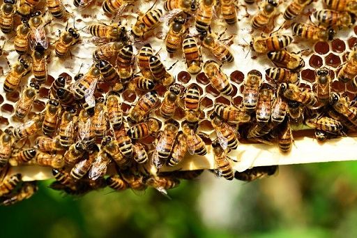 Vespa velutina, in Toscana piano per ridurne impatto su api