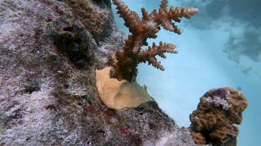 Nuovo materiale sostenibile per restaurare le barriere coralline