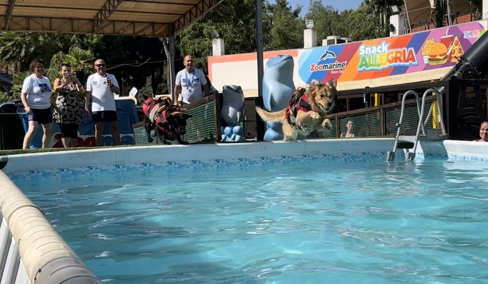 A 2 e 4 zampe, a Zoomarine torna l’evento “Splash Dog”