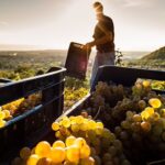Vendemmia, Assovini Sicilia: uve sane e di qualità, atteso +15% sul 2023