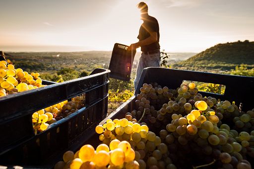 Vendemmia, Assovini Sicilia: uve sane e di qualità, atteso +15% sul 2023