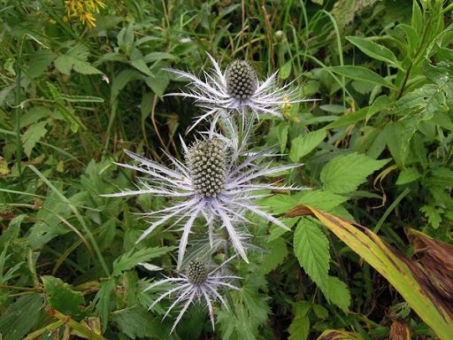 Efsa identifica 12 specie coleotteri pericolosi per piante in Ue