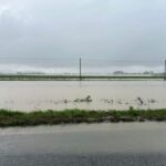 Campi allagati nelle campagne di Forlì e Cesena