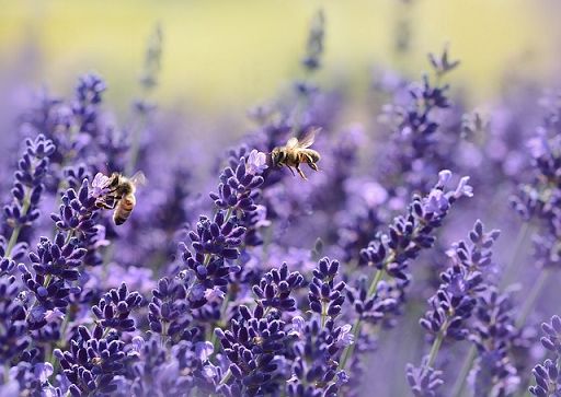 Al G7 “Tea al cubo”, installazione sull’agricoltura del futuro