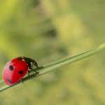 NaturaSì festeggia 40 anni all’insegna dell’agricoltura biologica