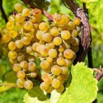 Fedagripesca: bene leadership produttiva del vino italiano