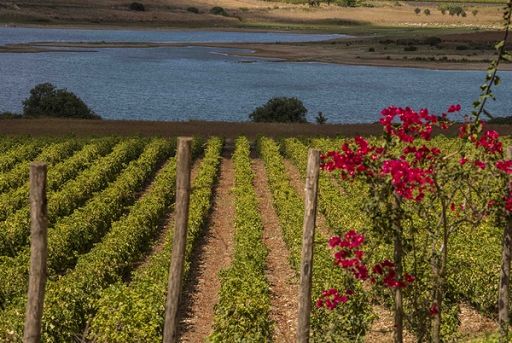 Apre a Marsala un nuovo centro specialistico AgriDop di Mps