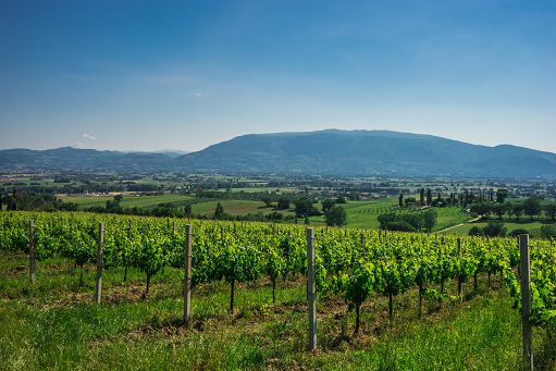 Vendemmia, UmbriaTop: lieve calo delle rese ma uve eccellenti e sane