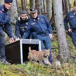 La lince Luna è arrivata nella foresta di Tarvisio