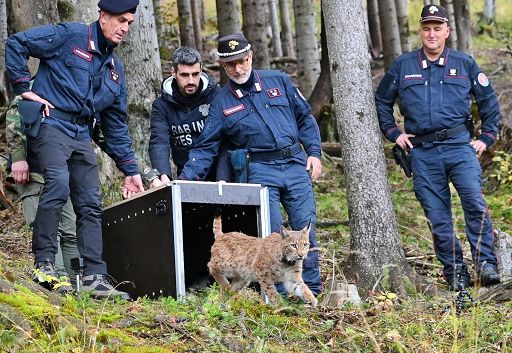 La lince Luna è arrivata nella foresta di Tarvisio