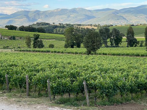 Guida Vini d’Italia: i “Tre Bicchieri” a 17 bottiglie umbre, è record