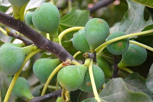 A Terra Madre presentati i progetti sugli orti di comunità