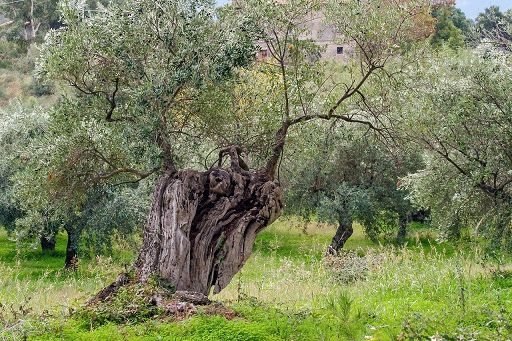 Coldiretti Puglia: da scarti potatura nuova energia green