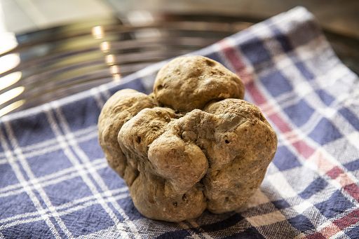 Al via da domani 1 ottobre la cerca del tartufo in Piemonte