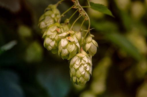 Presentata a Terra Madre la Filiera corta del Piemonte