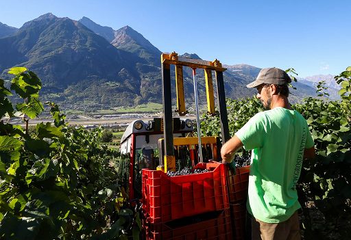 I “Tre Bicchieri” del Gambero Rosso a 5 vini della Valle d’Aosta