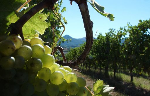 Gambero Rosso: i “Tre Bicchieri” a 24 i vini delle Marche