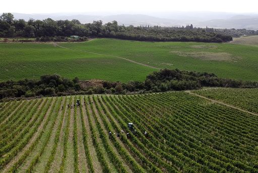 Vino, Consorzio del Brunello: vendemmia al via con premesse ideali