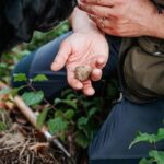 Dal 4 al 21 ottobre fiera tartufo bianco a Borgofranco sul Po