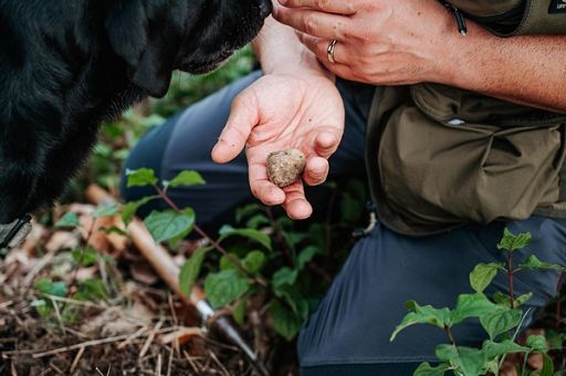 Dal 4 al 21 ottobre fiera tartufo bianco a Borgofranco sul Po