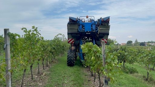 Cia: rinvio Regolamento deforestazione importante per agricoltura