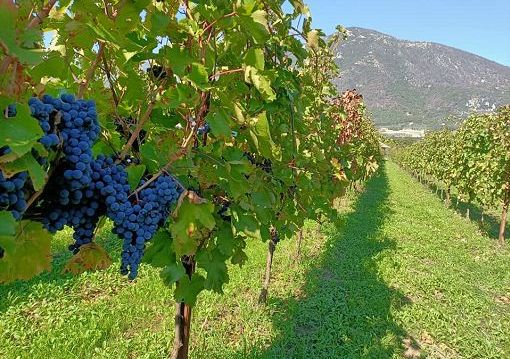 “Vini d’Italia 2025”: ‘Tre Bicchieri’ a 21 etichette della Campania