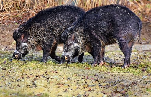 Psa, veterinari: servono strategie e mezzi straordinari