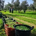 A Bari nasce Evolio Expo, fiera B2b dedicata all’olio extravergine