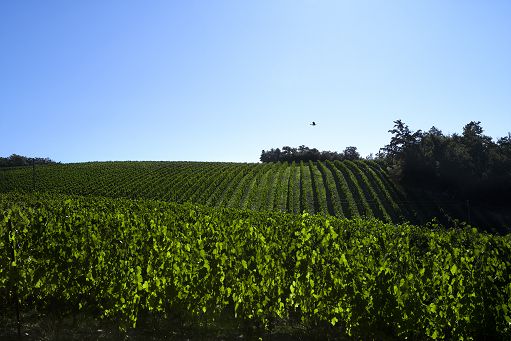 Vino, il “Siepi” di Castello di Fonterutoli compie trent’anni