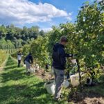 Vino, a La Farra vendemmia con studenti del Conegliano Valdobbiadene