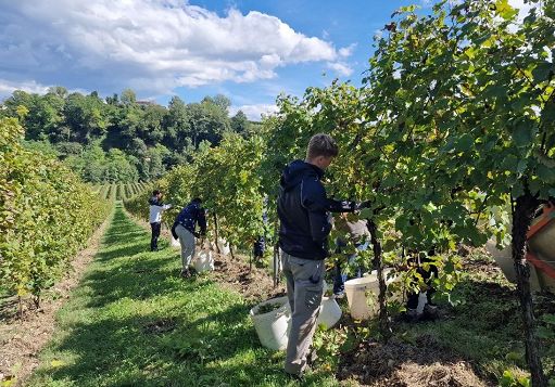 Vino, a La Farra vendemmia con studenti del Conegliano Valdobbiadene