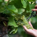 Chiusa la vendemmia nel Conegliano Valdobbiadene: -3% ma uve sane