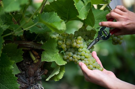 Chiusa la vendemmia nel Conegliano Valdobbiadene: -3% ma uve sane