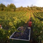 Vino, in Francia si stima un calo della produzione del 22% sul 2023