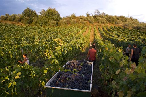 Vino, in Francia si stima un calo della produzione del 22% sul 2023