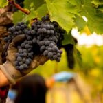 Vendemmia, Cons. Abruzzo: qualità eccellente ma quantità non soddisfa