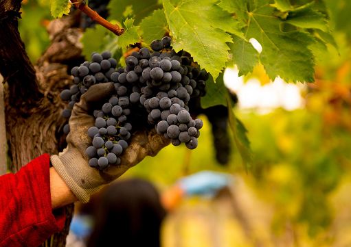 Vendemmia, Cons. Abruzzo: qualità eccellente ma quantità non soddisfa