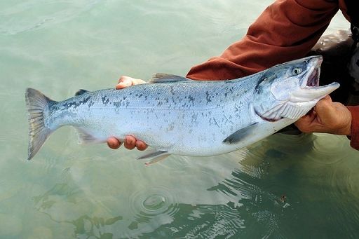 Accordo in Agrifish su limiti di cattura pesce nel Mar Baltico