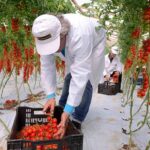 Agromonte: +35% raccolto 2024 pomodoro ciliegino in terreni di proprietà