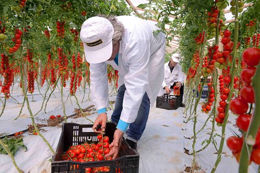 Agromonte: +35% raccolto 2024 pomodoro ciliegino in terreni di proprietà