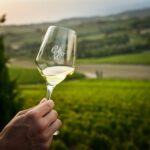 Vino, oggi è il “Collio Day 2024”: appuntamenti in 13 città