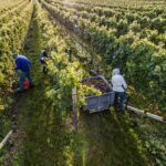 Conclusa vendemmia in Alto Adige, enologi fiduciosi su qualità vini