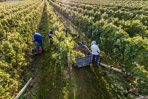 Conclusa vendemmia in Alto Adige, enologi fiduciosi su qualità vini