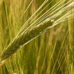 Uci: su bio nuovi parametri potrebbero danneggiare agricoltori