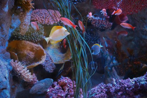 Dal 9 novembre la nuova esperienza di Gardaland Sea Life Aquarium