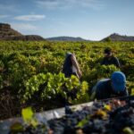 Chiude la vendemmia siciliana 2024: calo medio del 20% ma uve sane